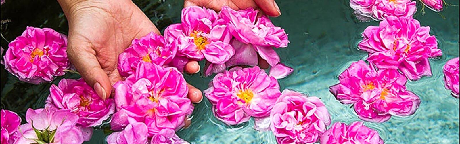 گلاب‌گیری در ییلاقات کاشان